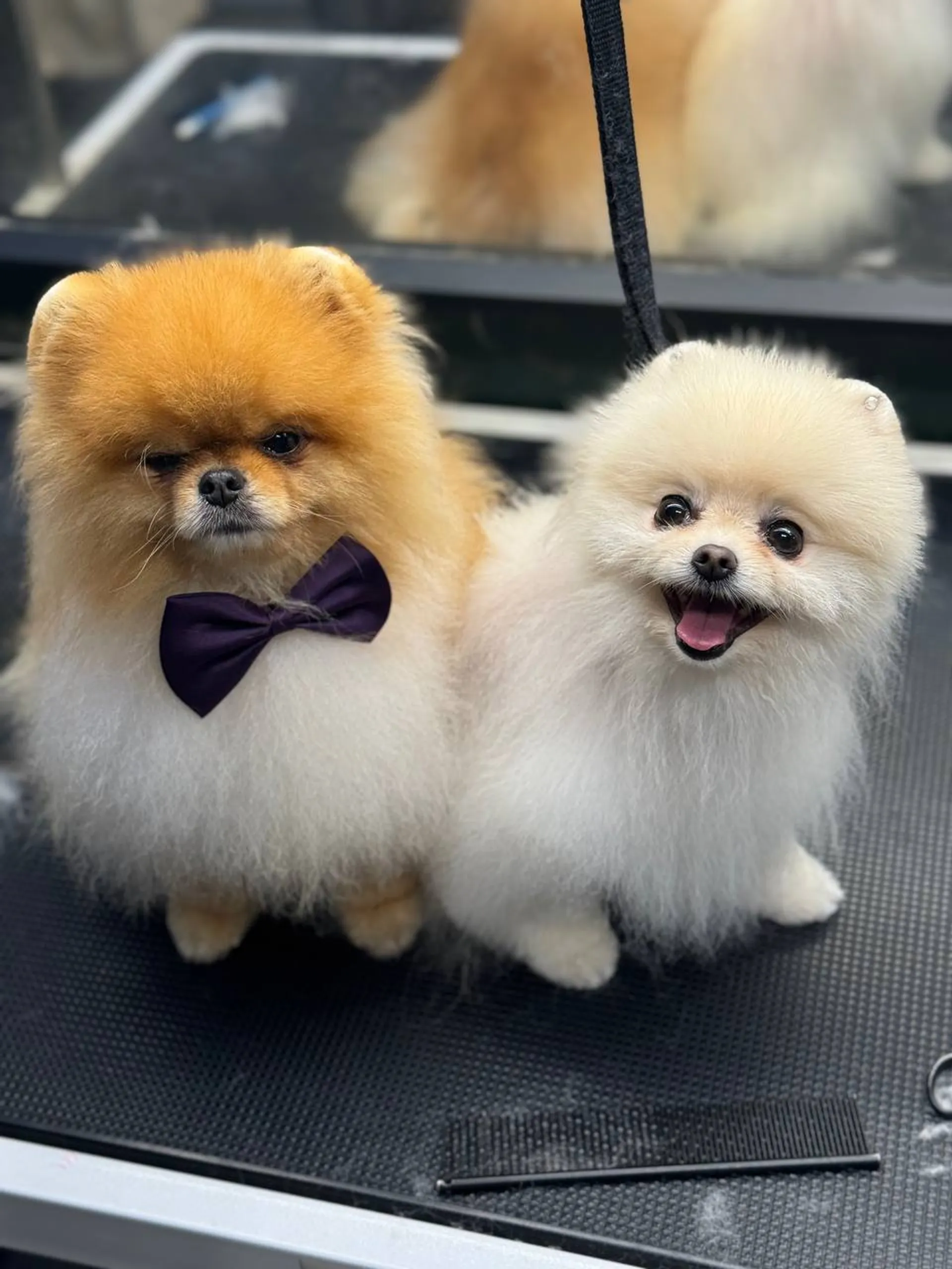 Pomeranian in nature