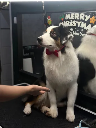 Milo, 4yr Pomeranian