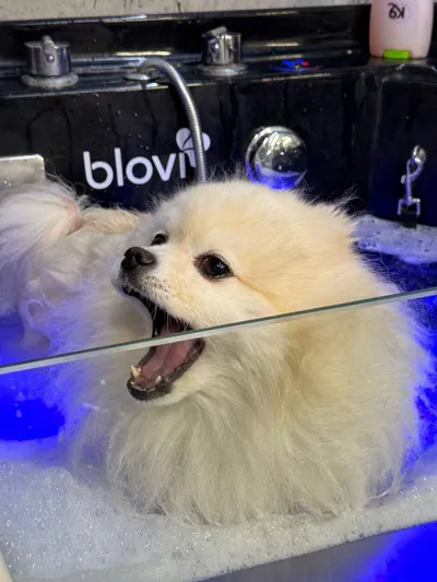 Oscar, 6yr French Bulldog