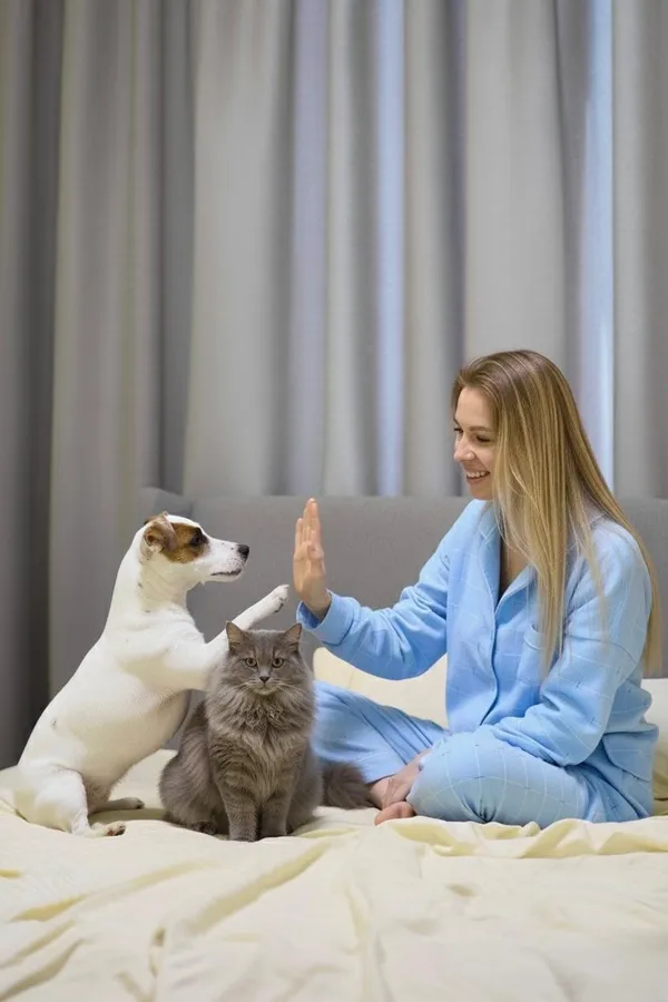 Dog and cat high-five