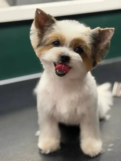 Bella, 12yr Shih Tzu