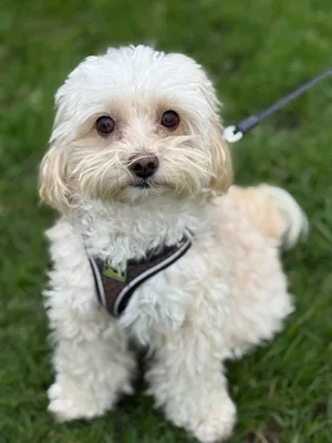 Outdoor dog portrait